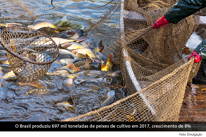 Caixa econômica lança linha de crédito para piscicultura Piscicultura