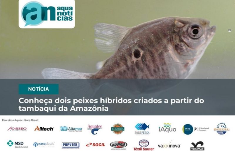 Conhe A Dois Peixes H Brido Criado A Partir Do Tambaqui Da Amaz Nia