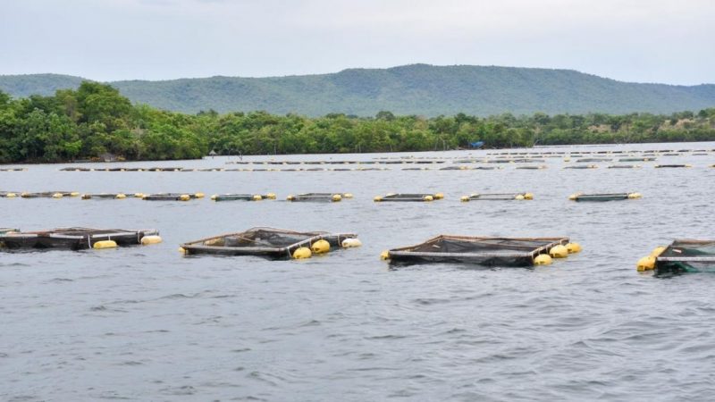 Piscicultura Goiana Atinge Marca De Mil Toneladas Em