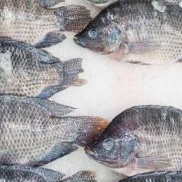 Teste identifica sexo de pirarucu e tambaqui para auxiliar na formação de  plantéis - Notícias - Aquaculture Brasil - O maior portal brasileiro sobre  aquicultura