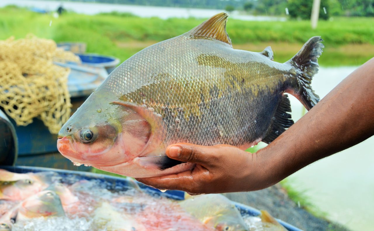 Produção de peixes é abundante em Rondônia, mas emperra na comercialização  - Engepesca - Redes para Aquicultura