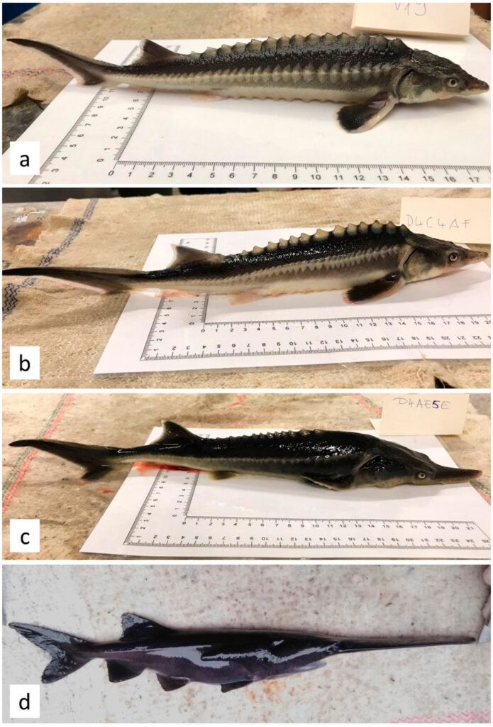 EUA adicionam peixe esturjão-chinês à lista de animais ameaçados de  extinção