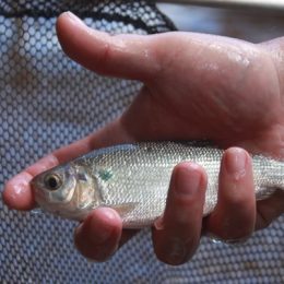 Teste identifica sexo de pirarucu e tambaqui para auxiliar na formação de  plantéis - Notícias - Aquaculture Brasil - O maior portal brasileiro sobre  aquicultura